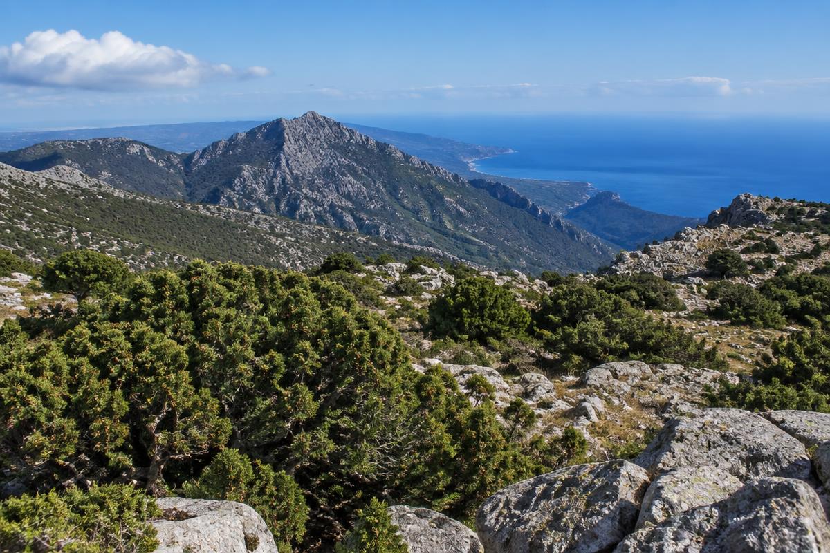 Giara di Gesturi — Cavallini della Giara