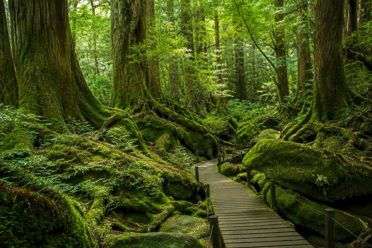 Yakushima: Jomon Sugi