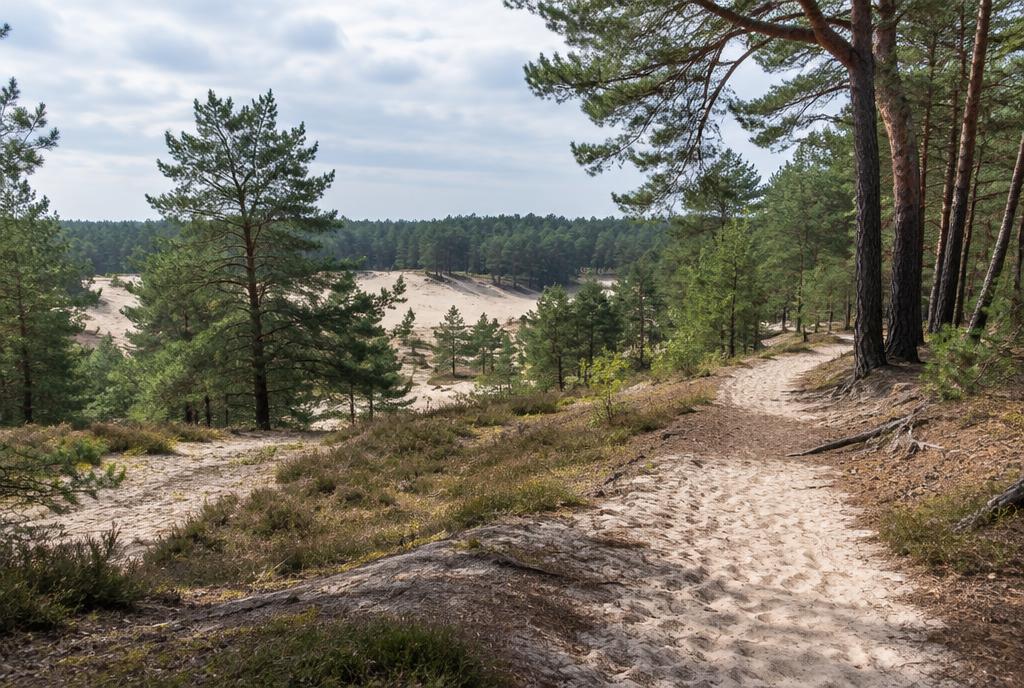 Kampinos Granica
